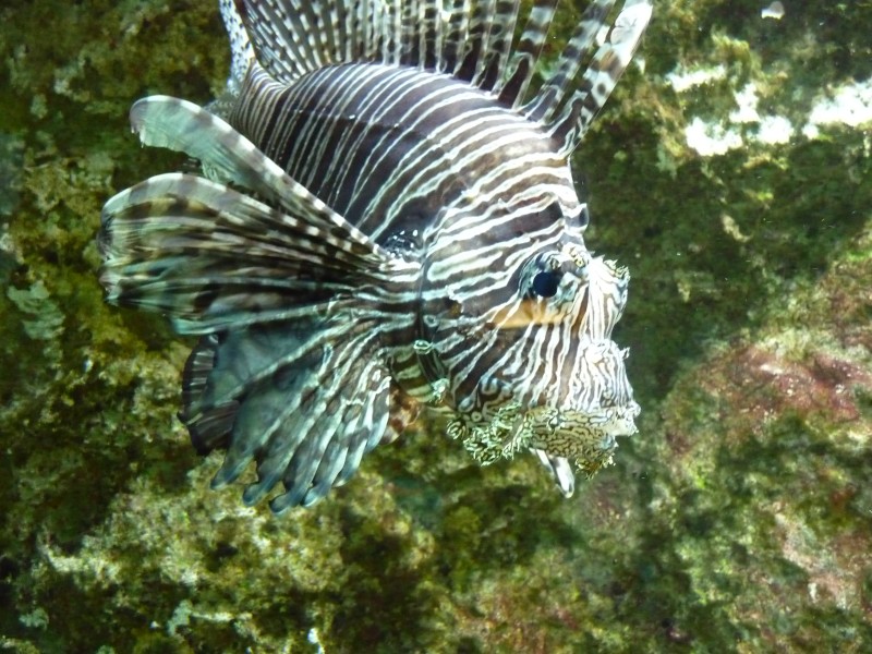aquarium (50).jpg